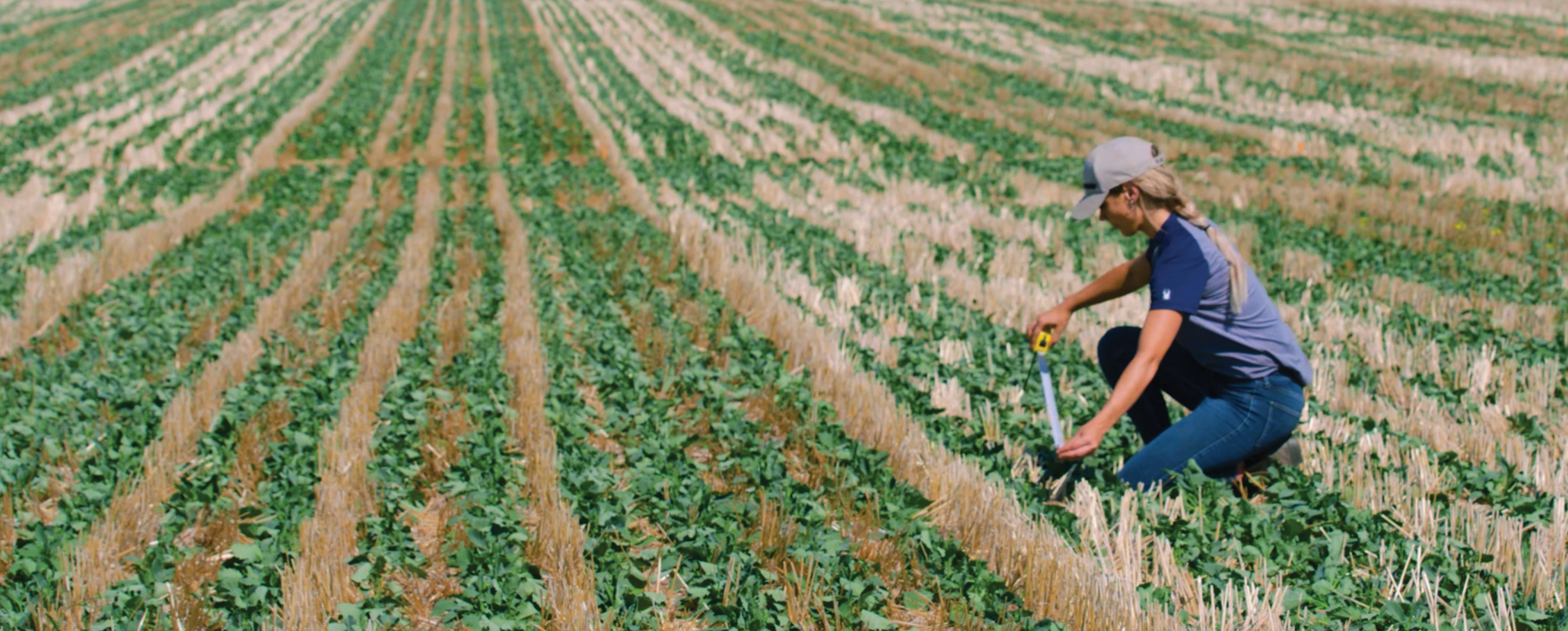 Woman measuring crop in field