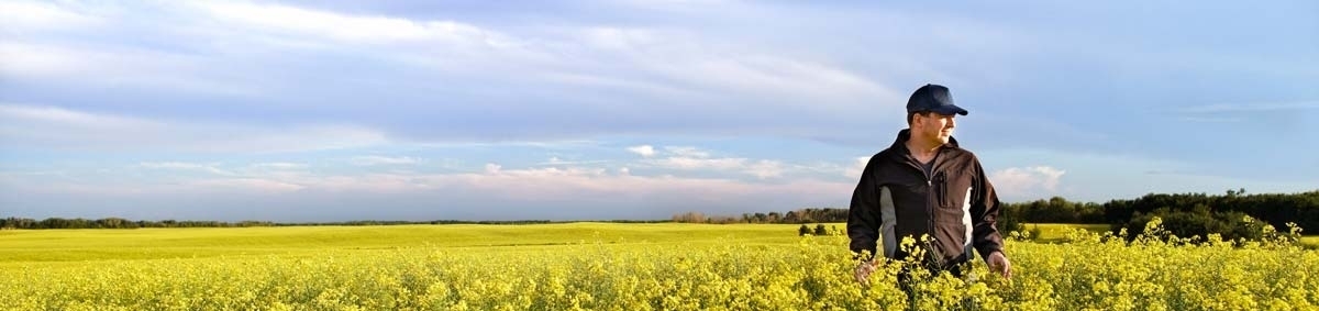 Man standing in a canola field