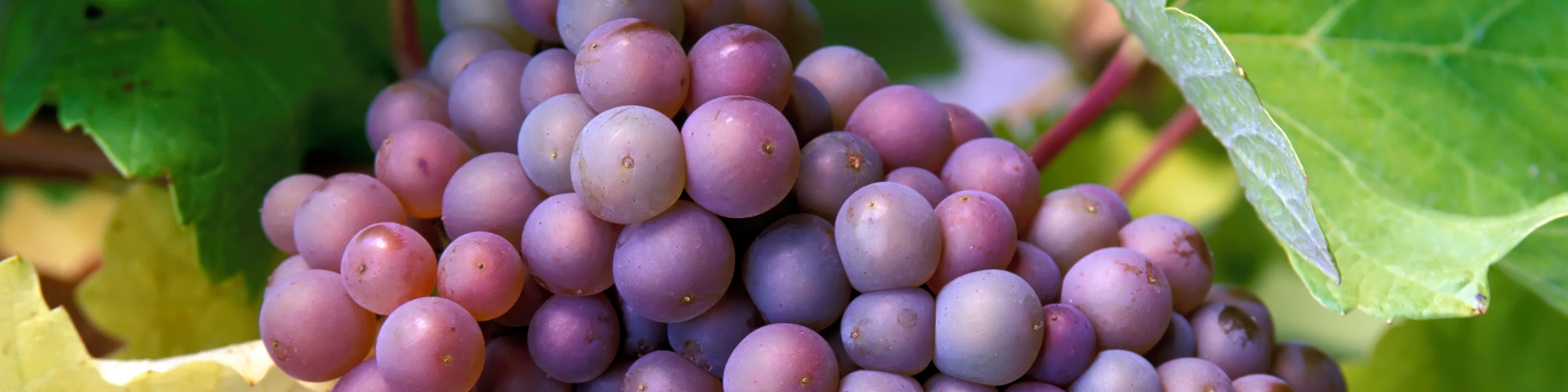 close up of grape crop