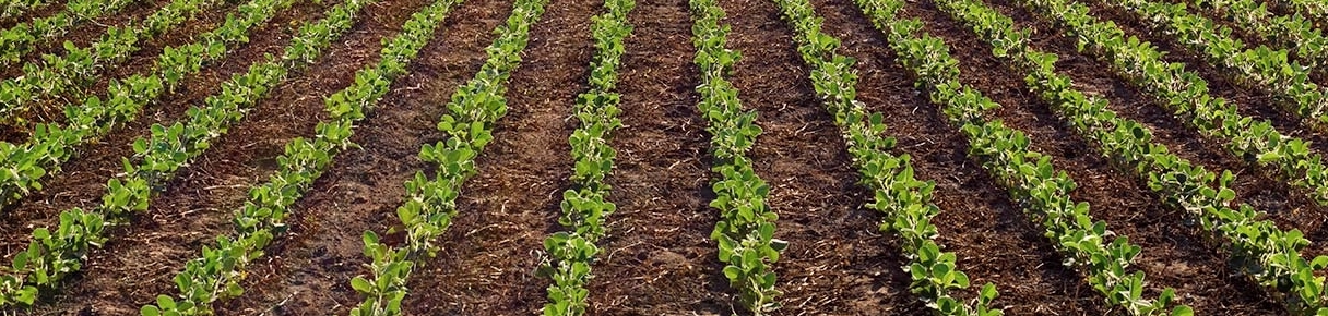 field of soybean crop in neat rows