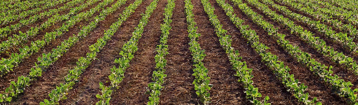 field of young soybean crops