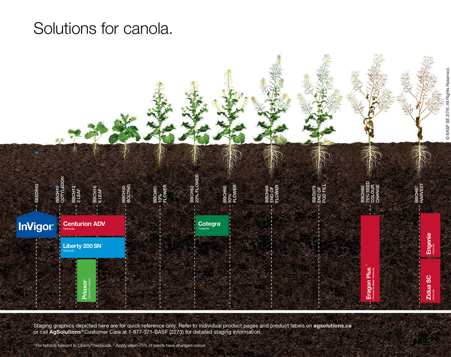 Canola Staging Chart (East),Canola Staging Chart (East)