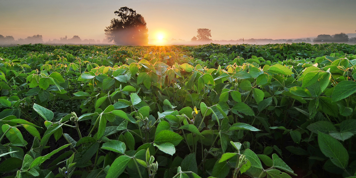 Image of soybeans