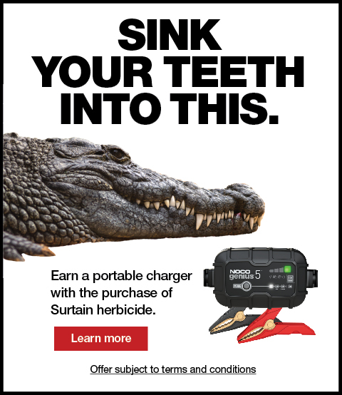 Alligator