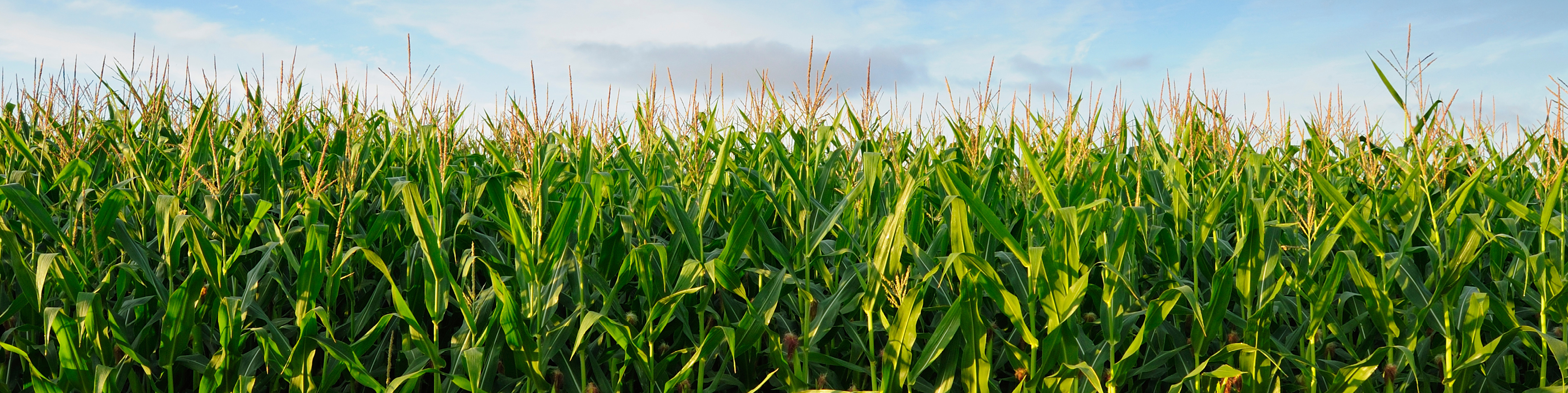 corn field