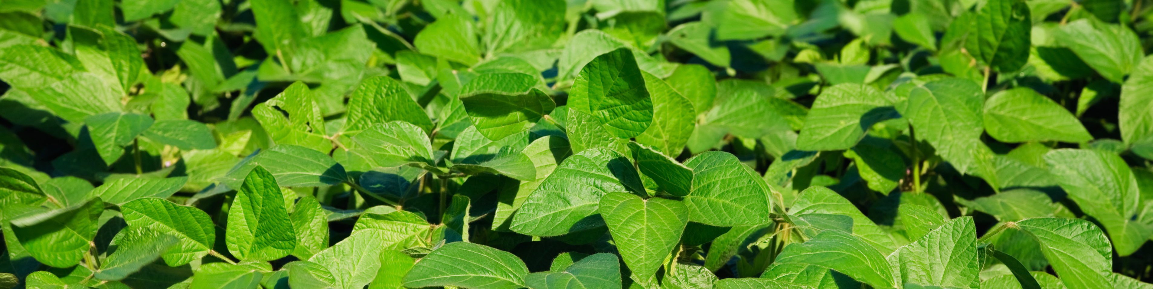 soybean crop