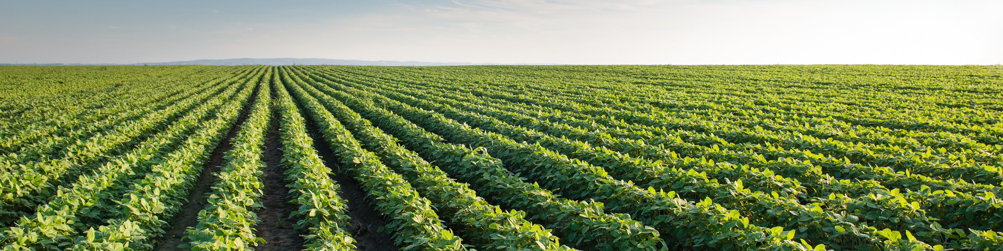 field with soybean crop