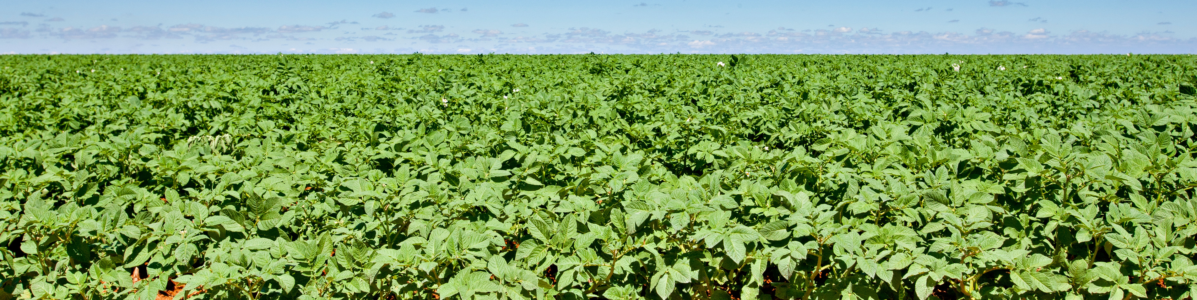 Potato field