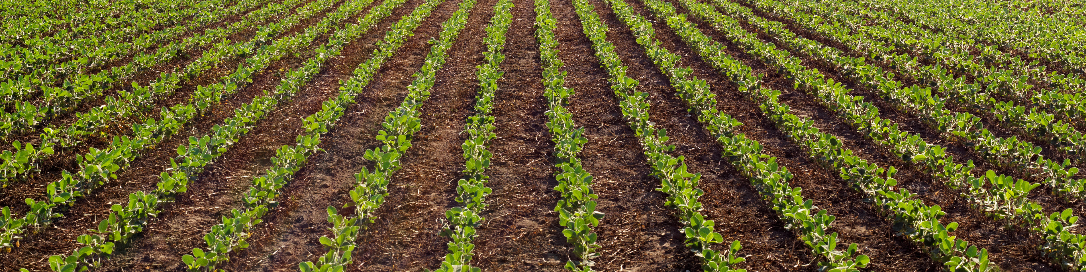 culture de soya