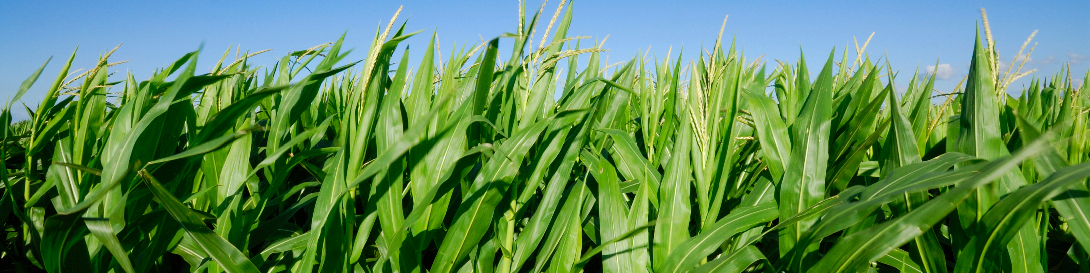 corn field