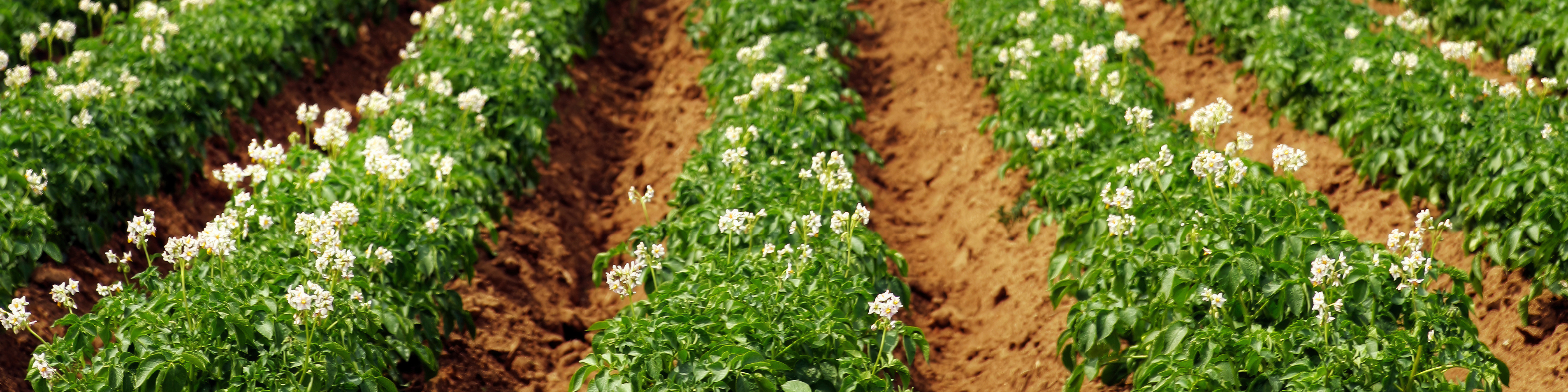 potato crops