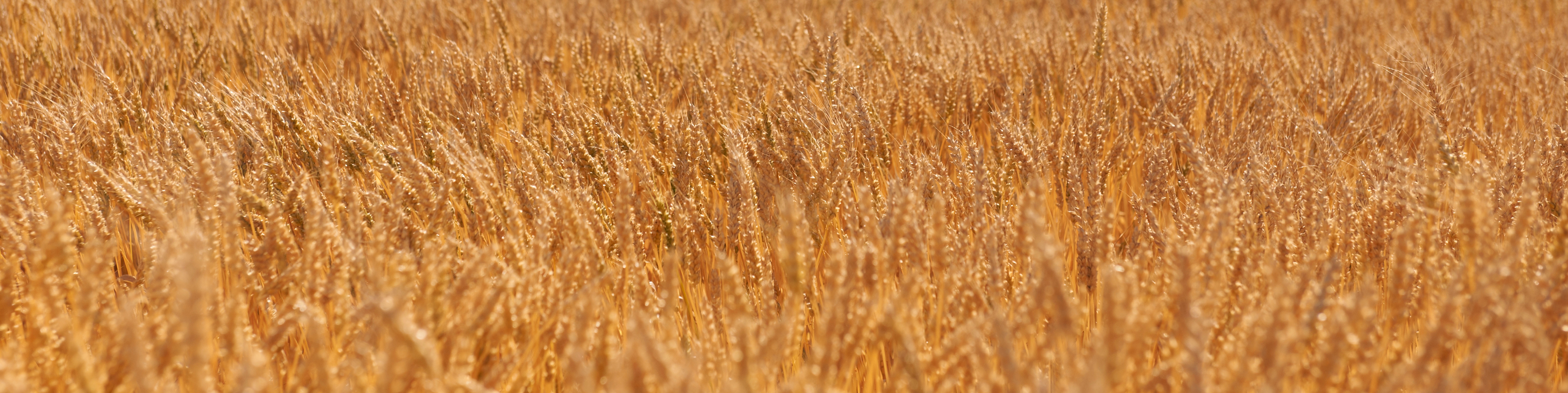 wheat field