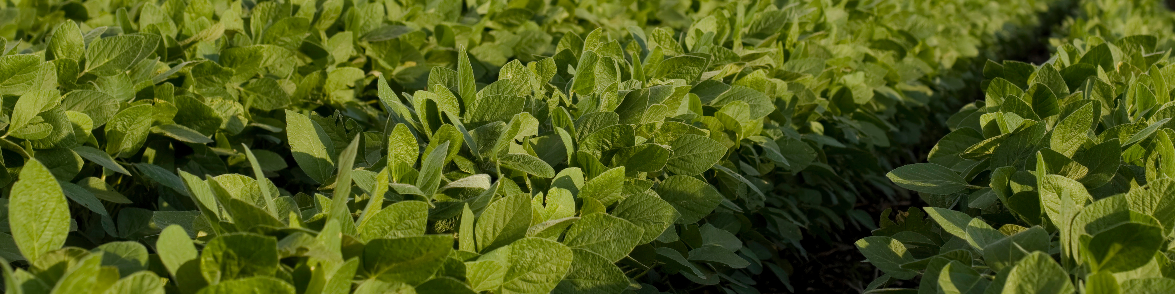 soy field