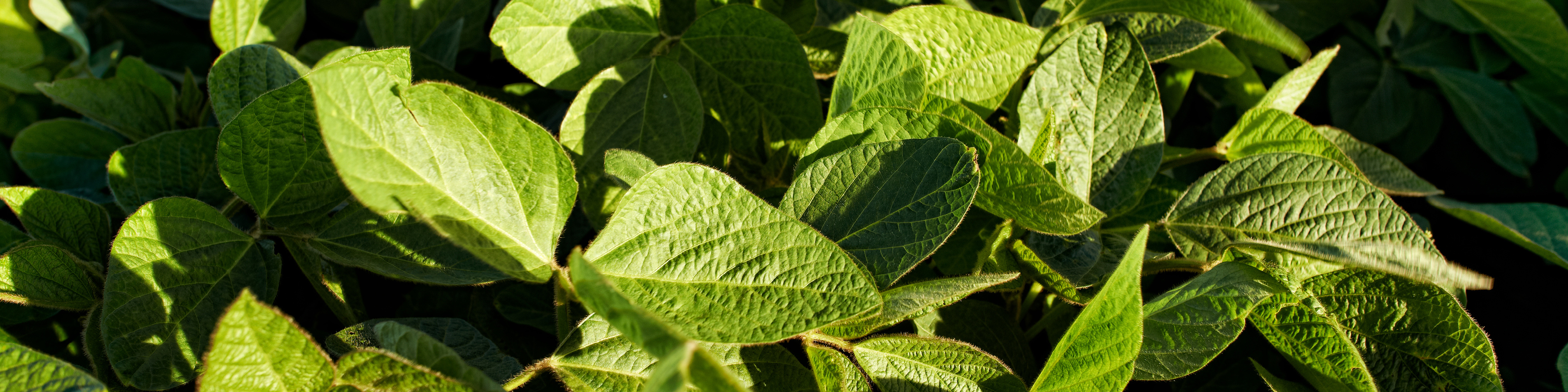 soy crops
