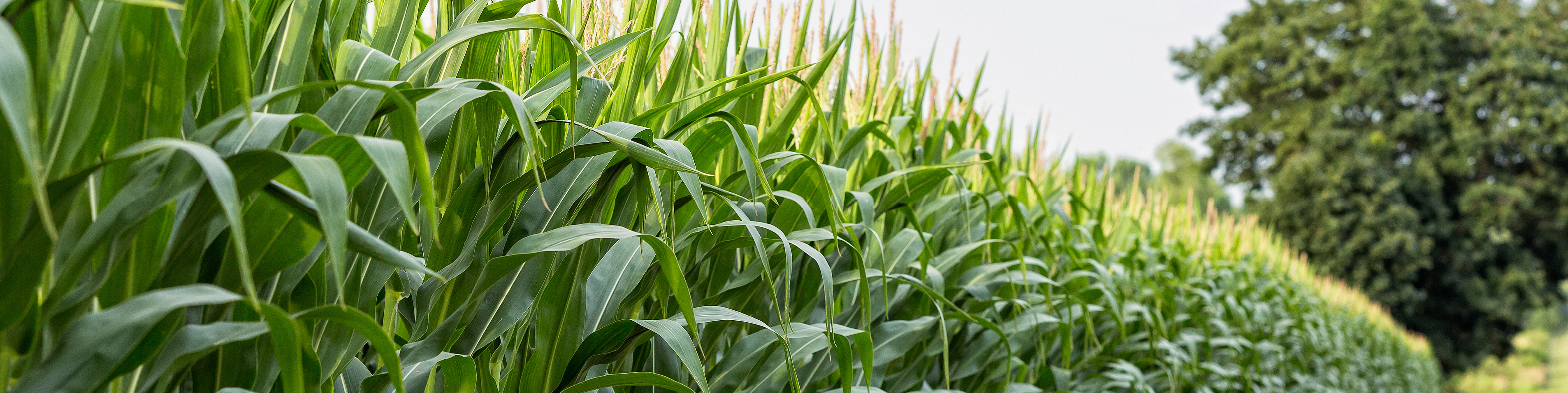 close up of a corn field