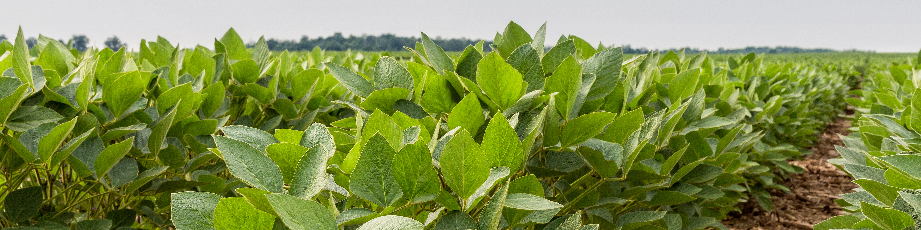 close up of soybean field