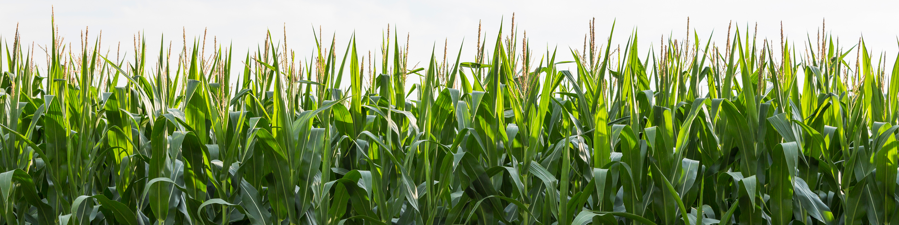 close up of a corn field