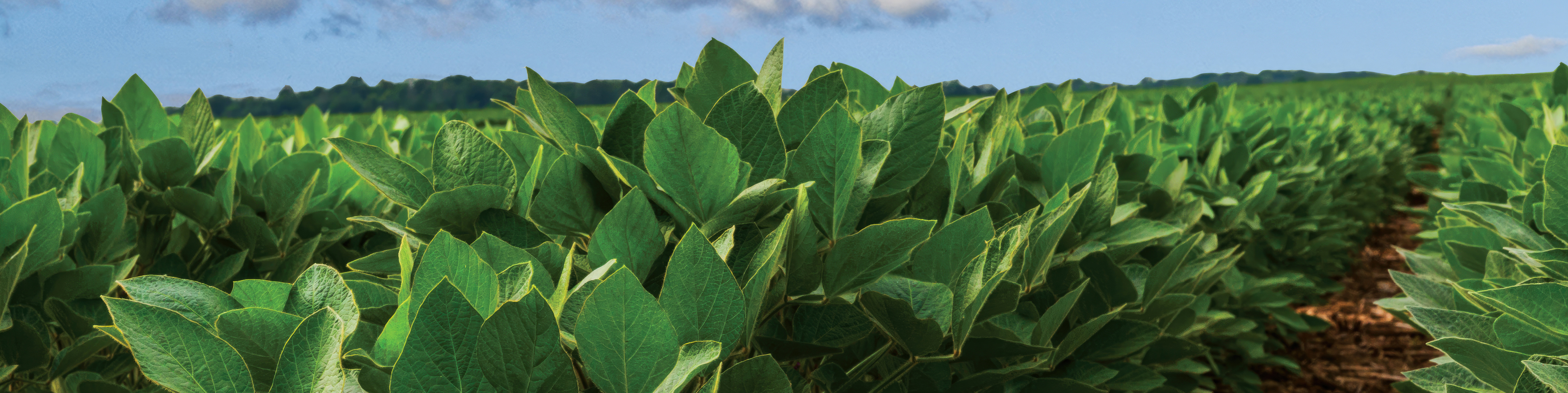 close up of soybean field