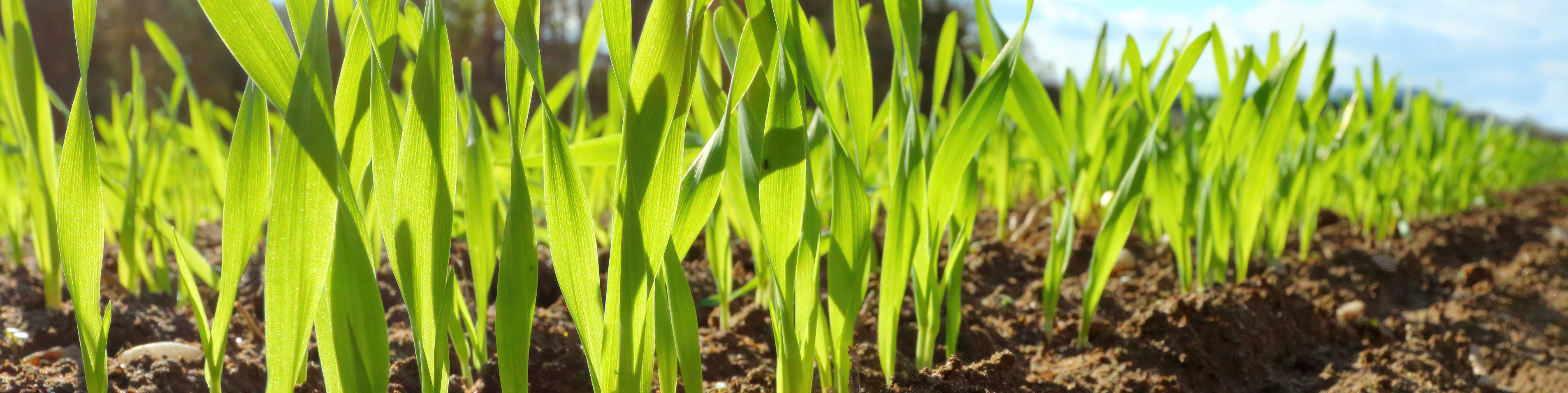 early stages of wheat field 