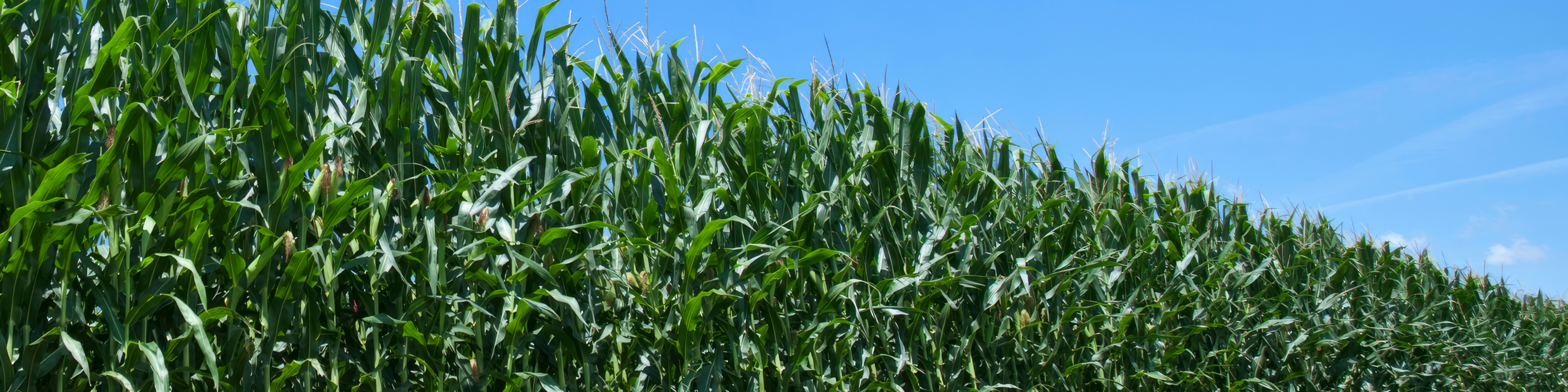 close up of corn field