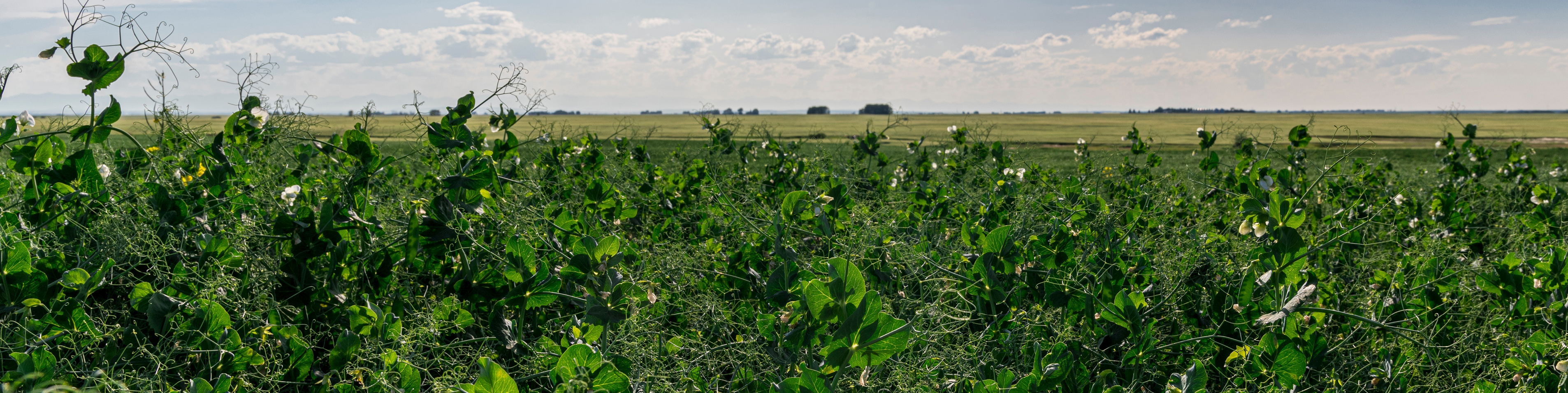 crop field
