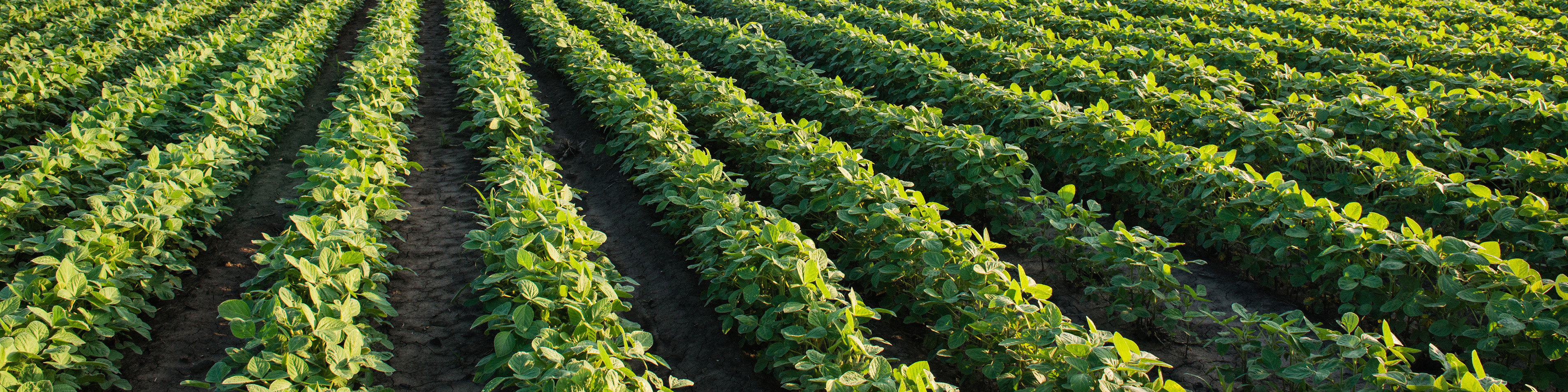 rows of soybean crop