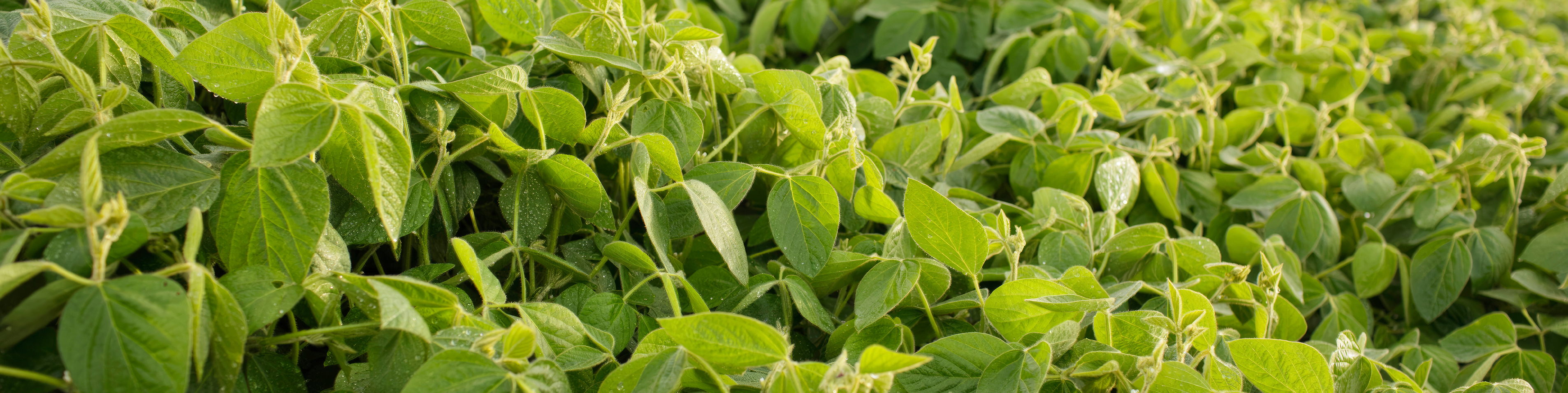 close up of soybean field