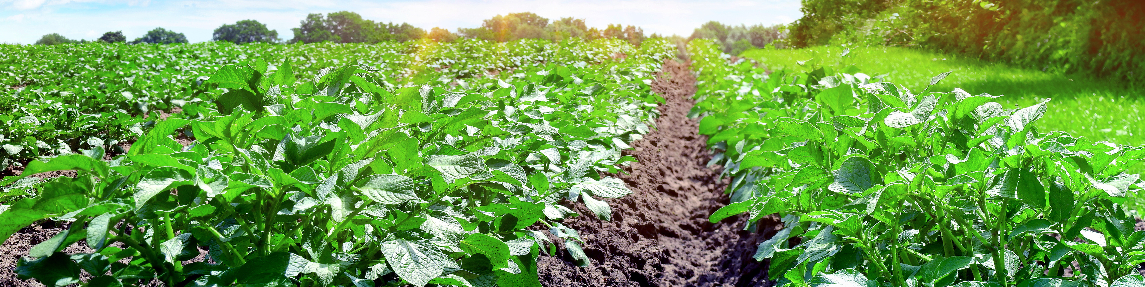 crop field