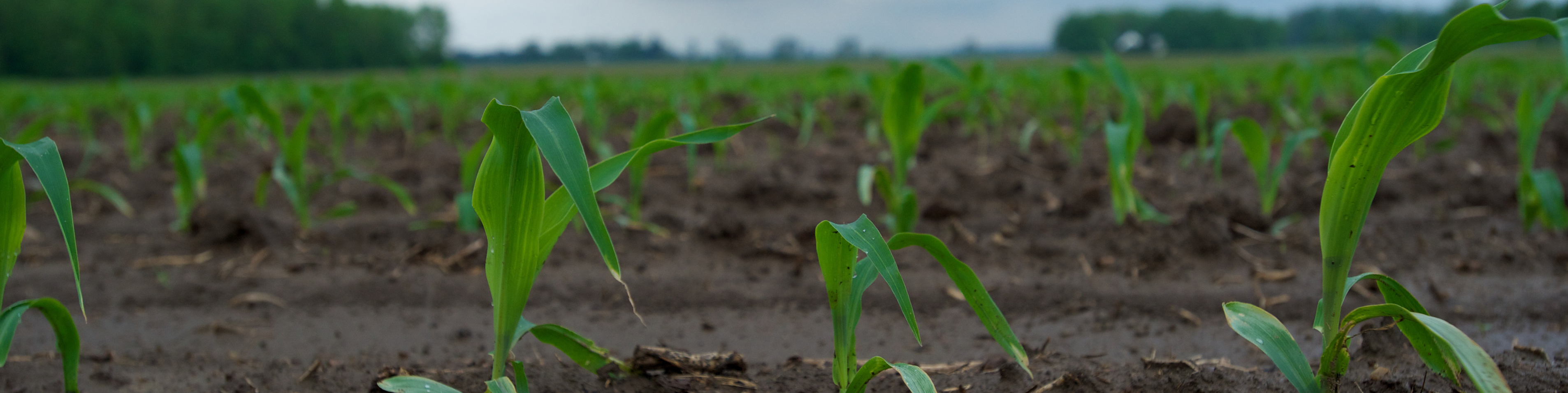 Close-up of early spring corn in field