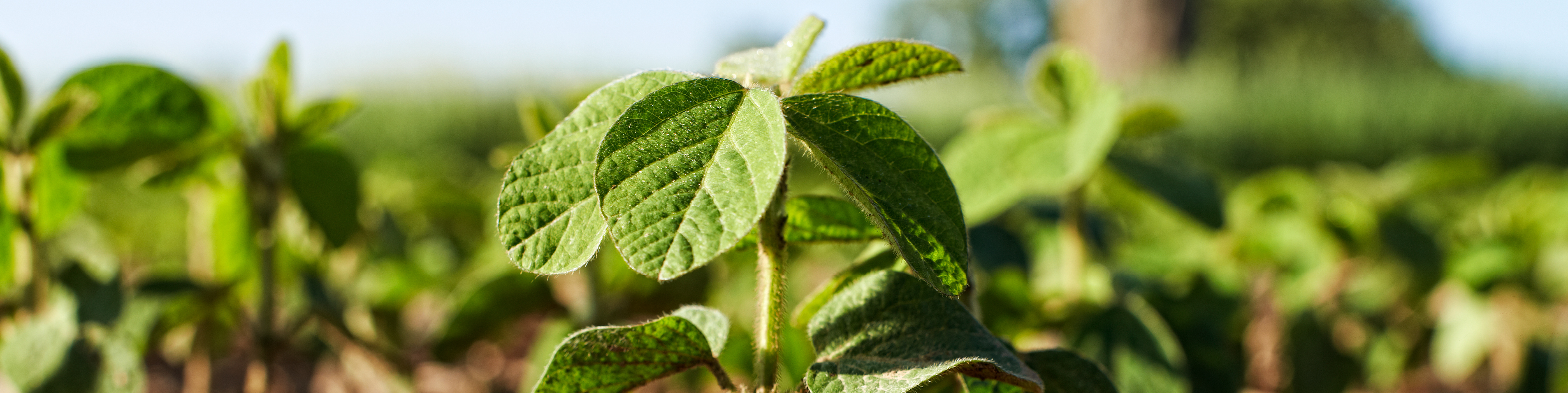 close up of soybean crop