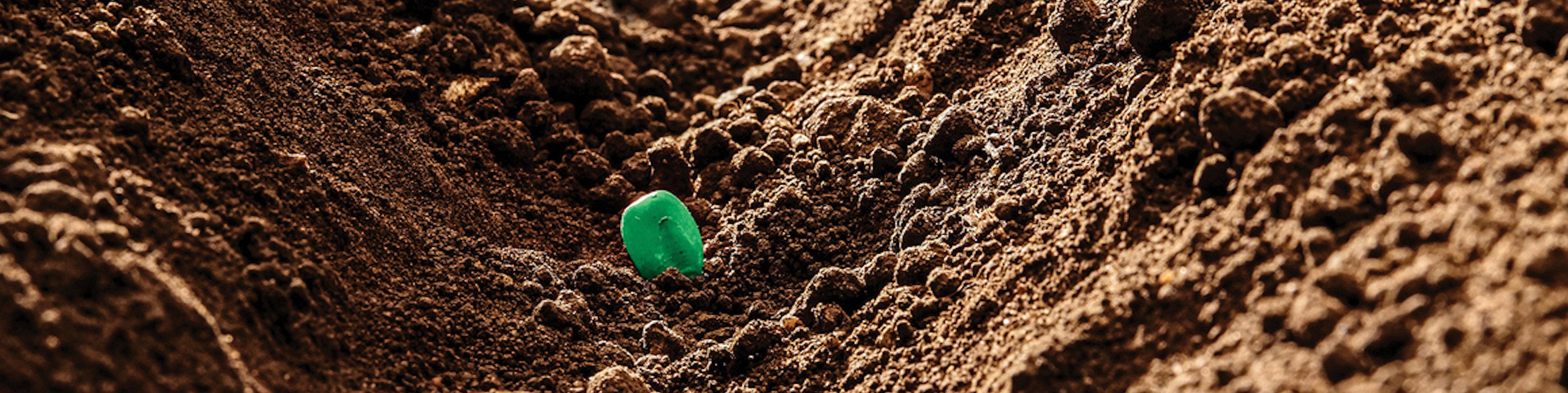 early emergence of canola crop