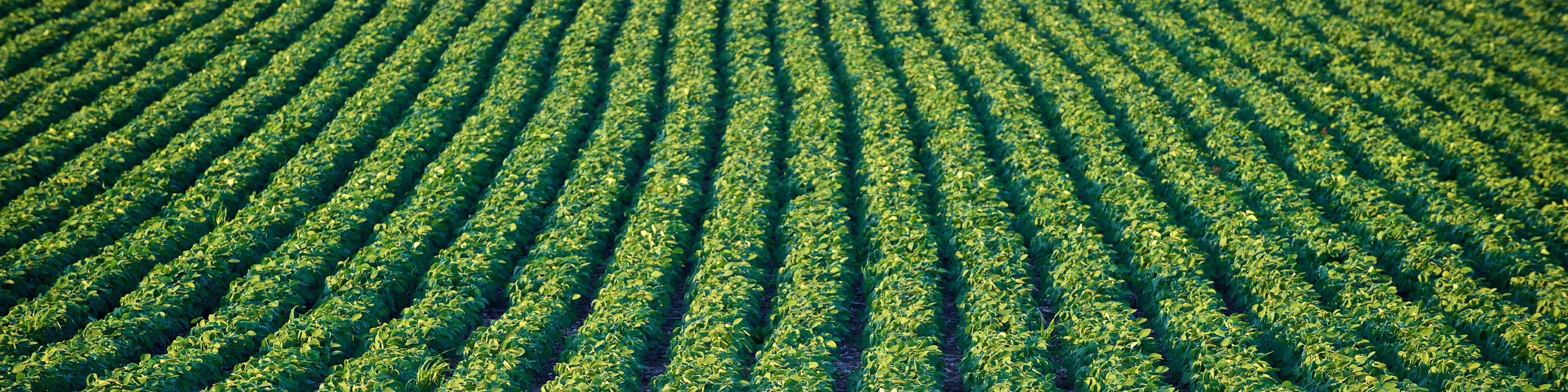 rows of soybean crop in a field
