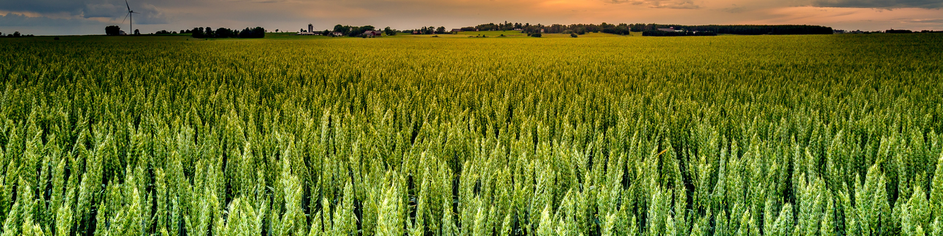 Field of cereal crops