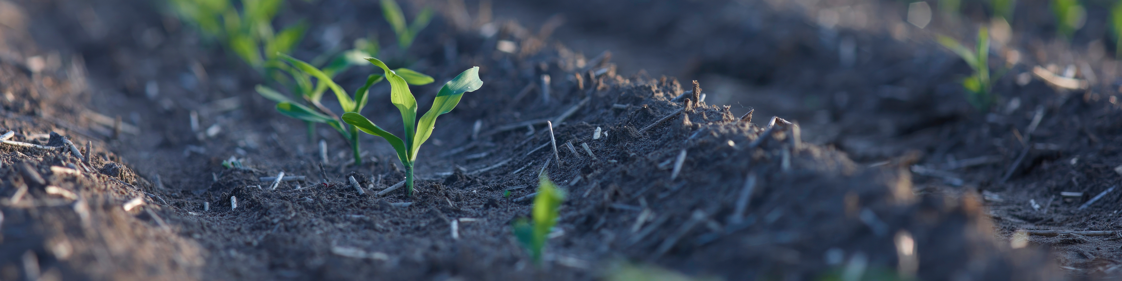 early emergence of corn crop