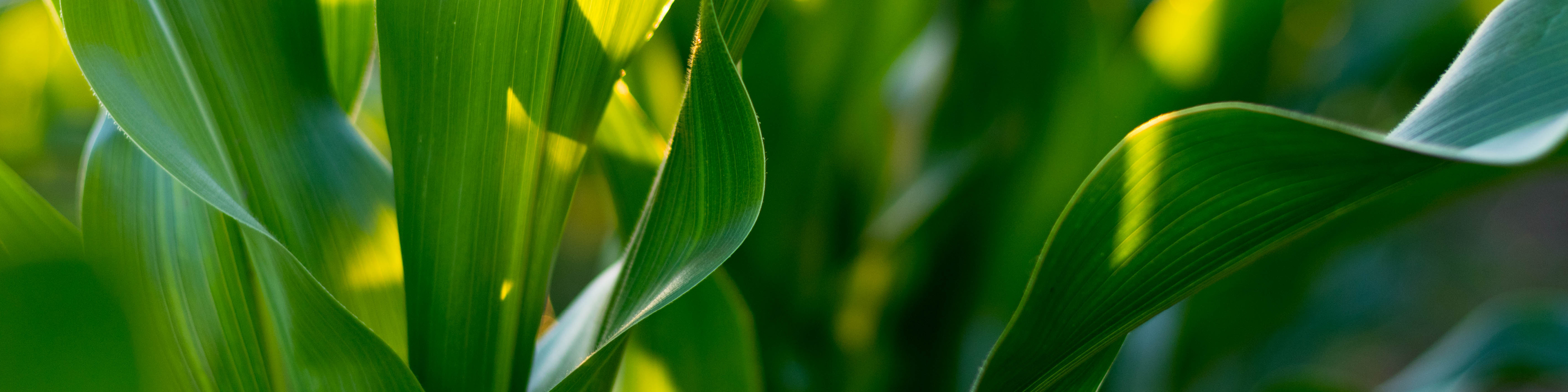 Corn Stalk Closeup