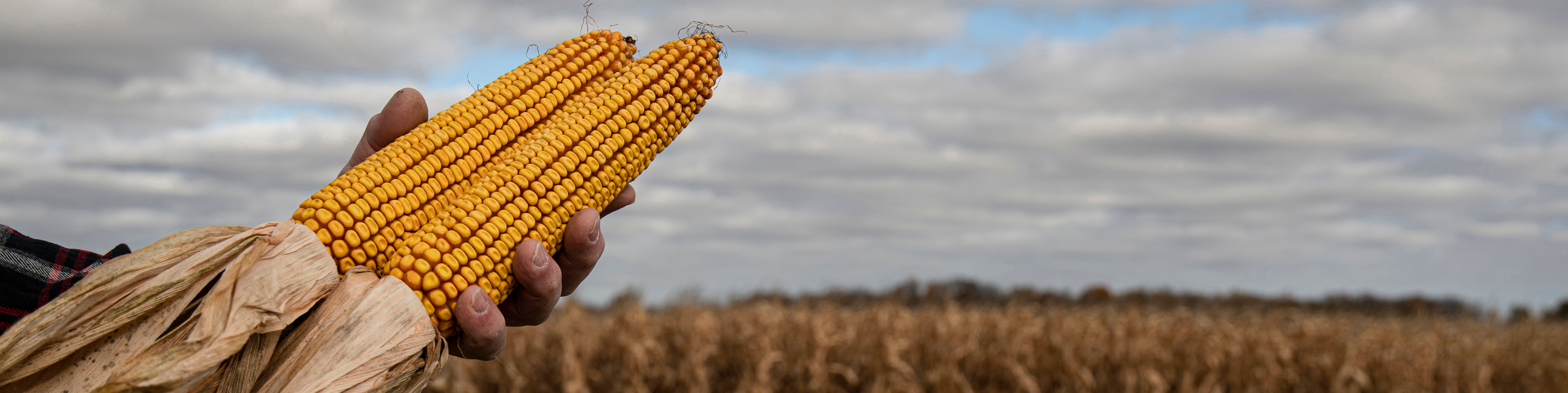 outstretched hand holding two pieces of corn