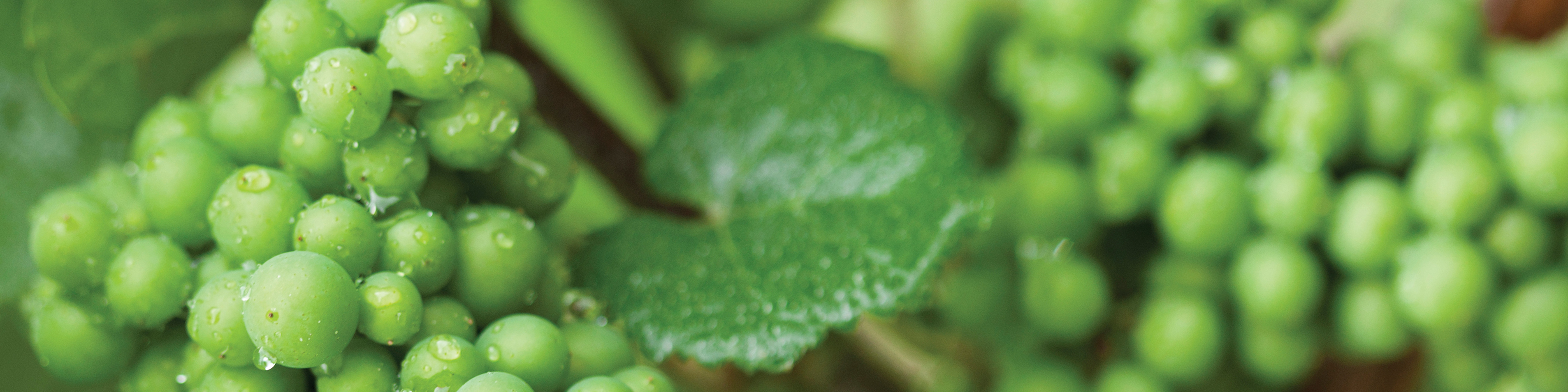 close up of a bunch of green grapes