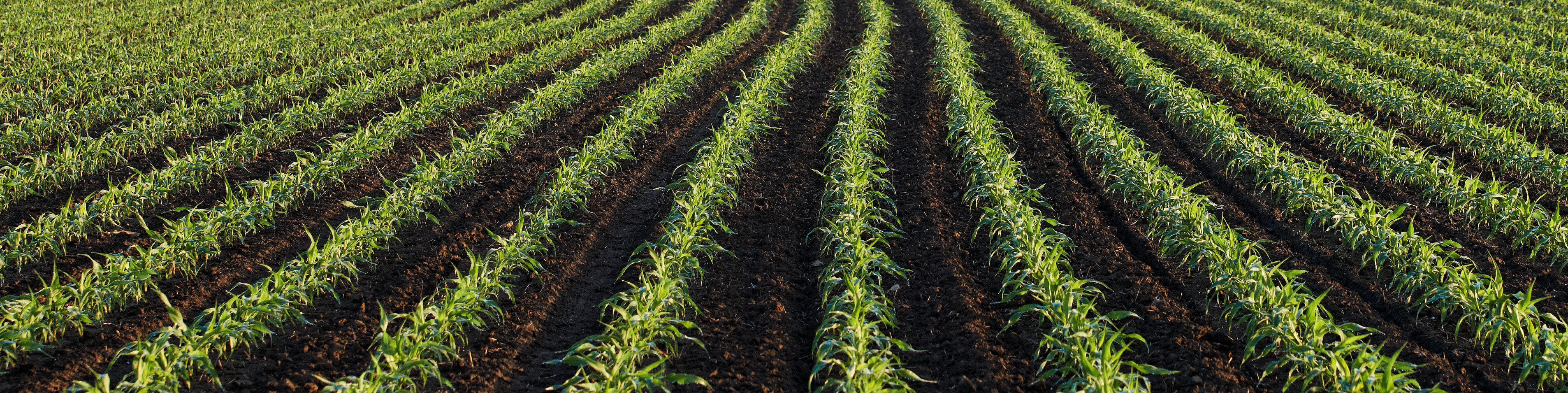 rows of young crop in a field