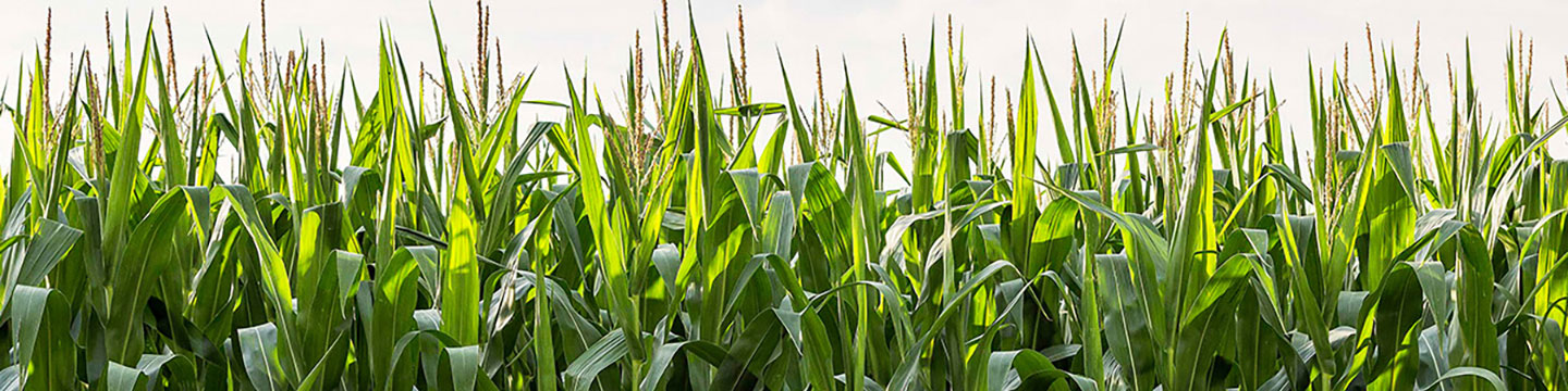 close up of a corn field