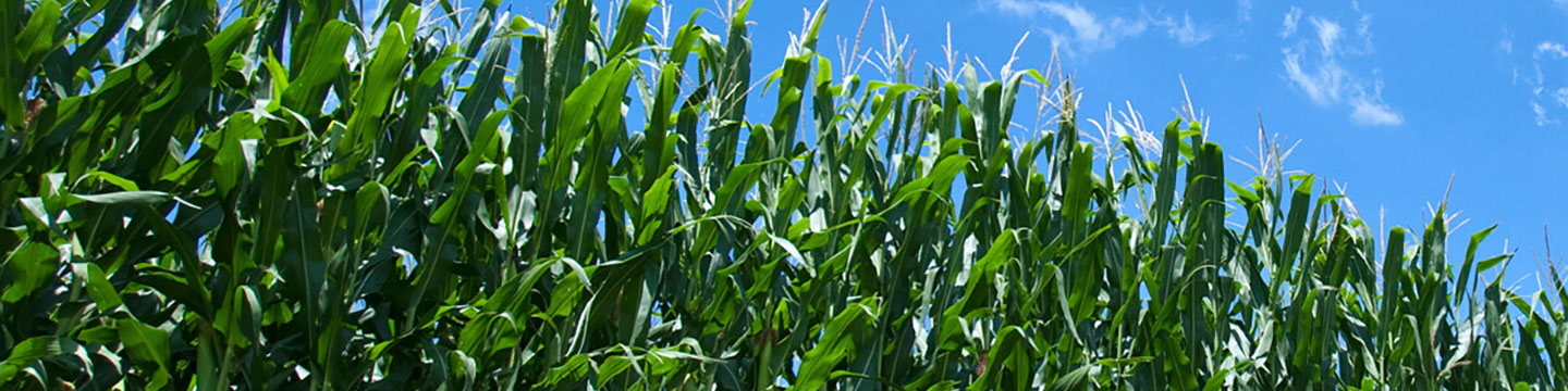 close up of corn field