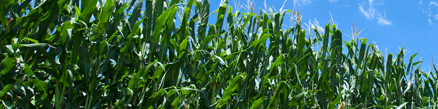 close up of a corn field