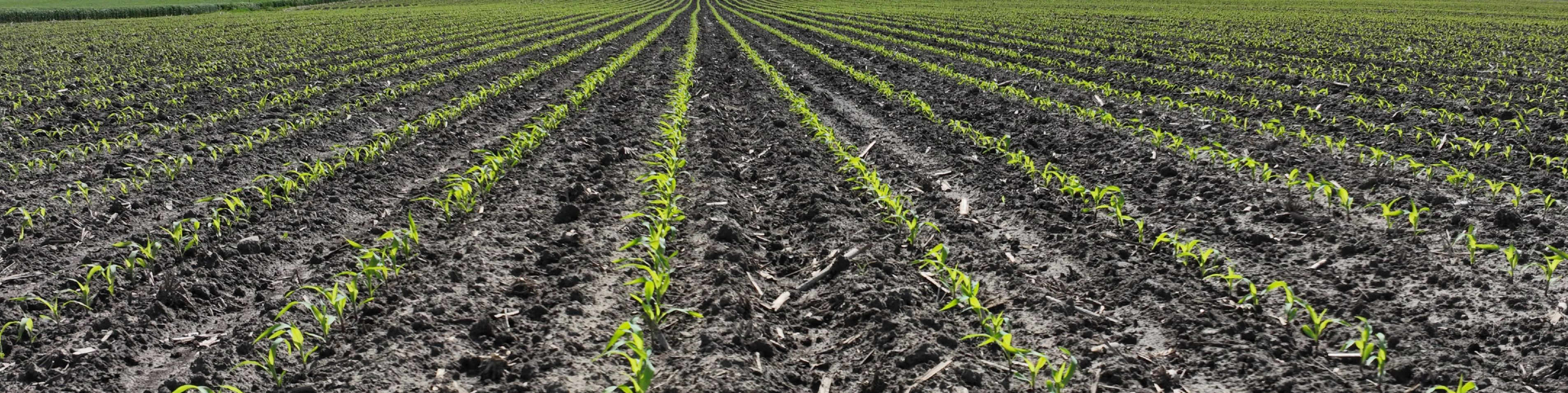 Early stage corn field