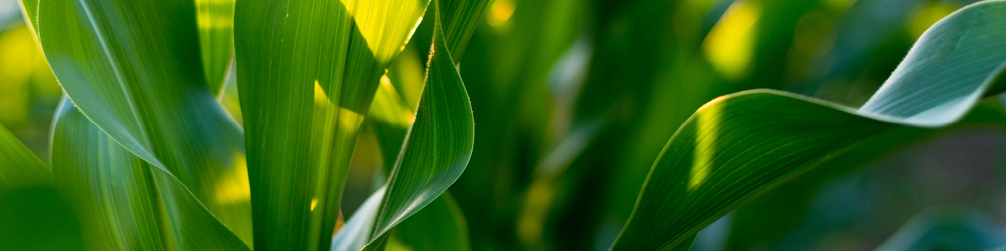 Corn Stalk Closeup