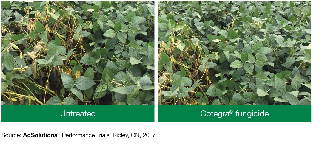 Chart: Untreated + Cotegra fungicide