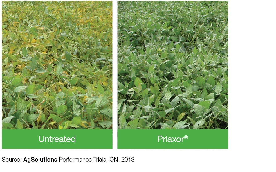 Field Comparison Soybeans: Untreated + Priaxor