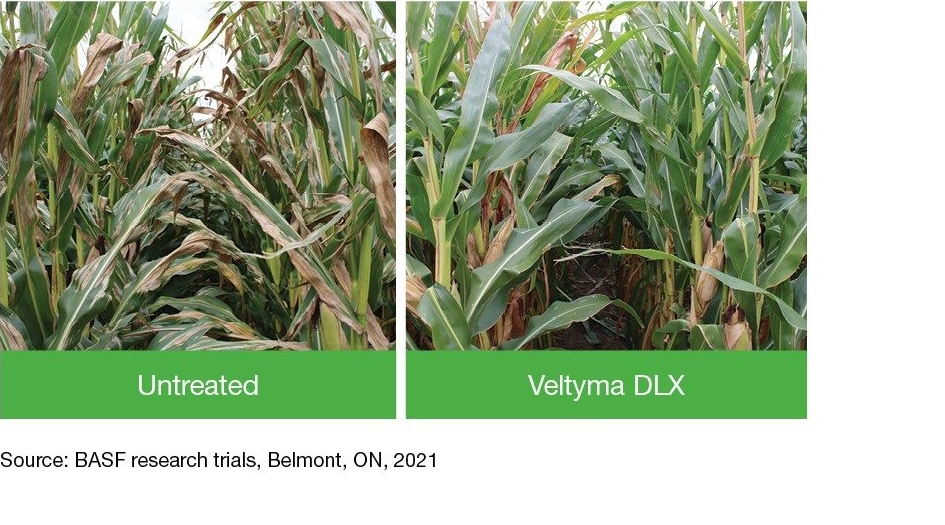 Field Comparison Soybeans: Untreated + Veltyma DLX