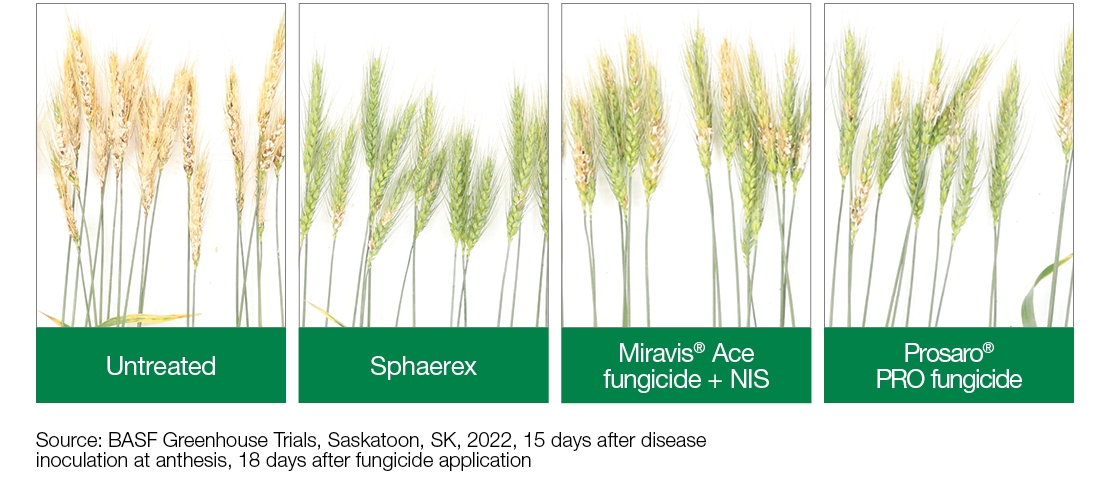 Field Comparison: Untreated + Sphaerex + Miravis Ace fungicide + NIS
