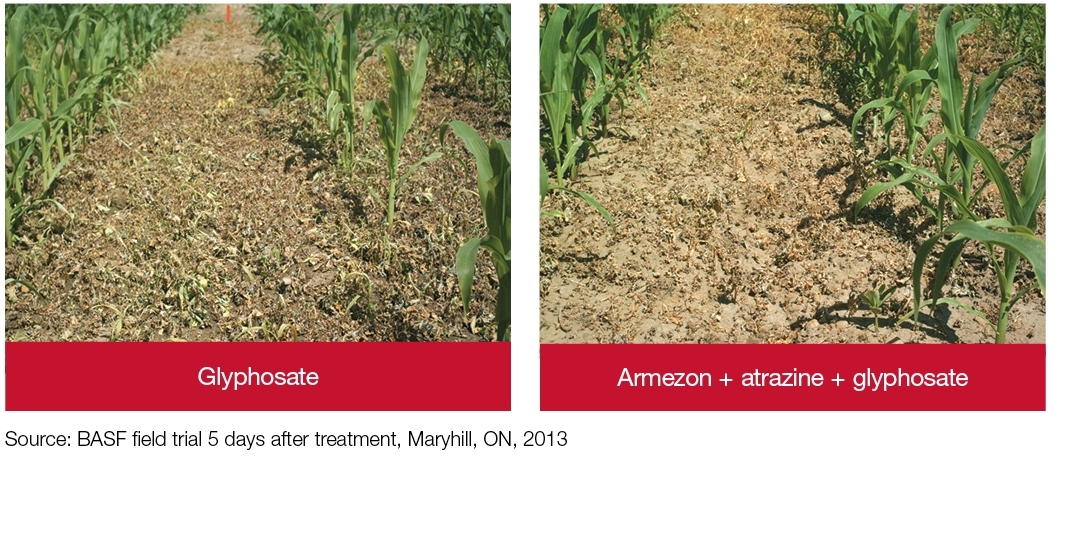 Field Comparison: Glyphsate + Armezon + atrazome + glyphosate