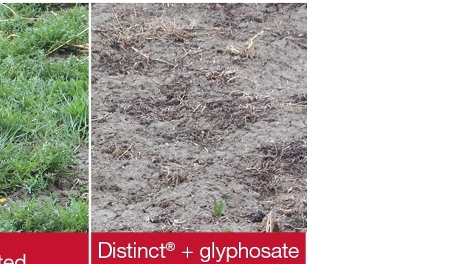 Field Comparison: Untreated + Distinct + Glyphosate + Merge