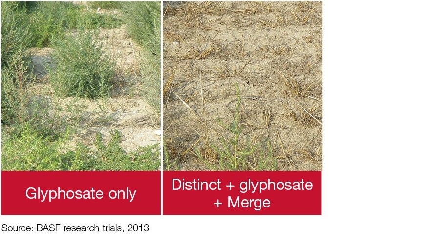 Field Comparison: Glyphosate only + Distinct + glyphosate + Merge